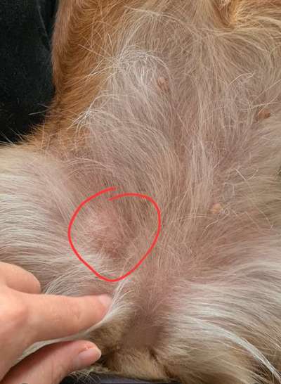 Kleine Beule grund zur Sorge?-Beitrag-Bild