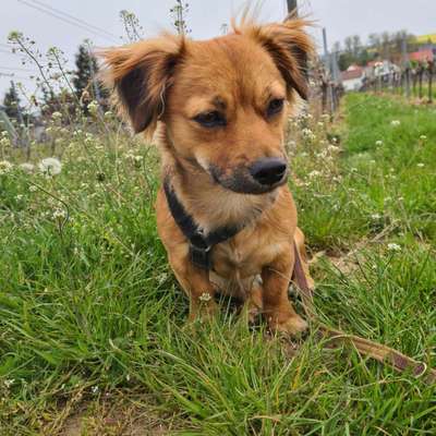 Pekinese/Pekingese-Beitrag-Bild