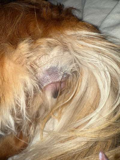 Grasmilben an der Vulva-Beitrag-Bild