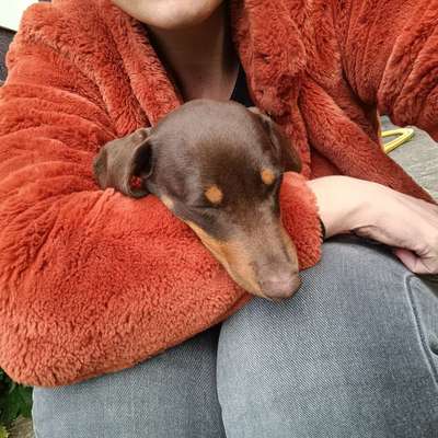 Hundetreffen-Welpentreffen