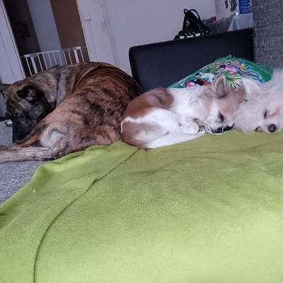 Hundetreffen-Wir suchen Spielgefährten für unsere kleinen Hunde und für unseren größeren Hund-Bild