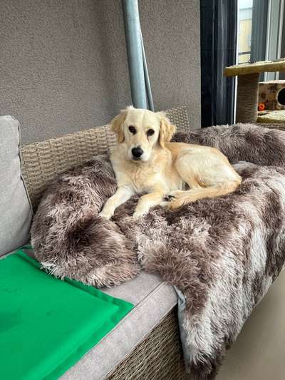 Wo sind die Golden Retriever Liebhaber?-Beitrag-Bild