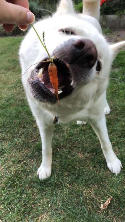 Die Dogorama Kalender Challenge 4/4-Beitrag-Bild