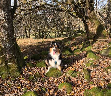 12. Farben Foto Challenge --- Braun-Beitrag-Bild