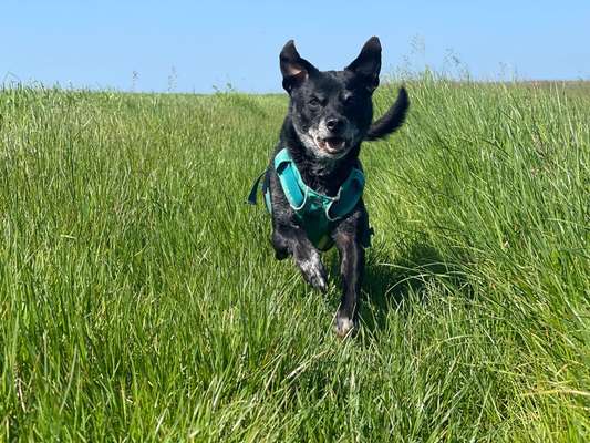 Hundetreffen-Sozial Walk-Bild