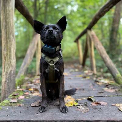 Hundetreffen-Social Walk-Bild