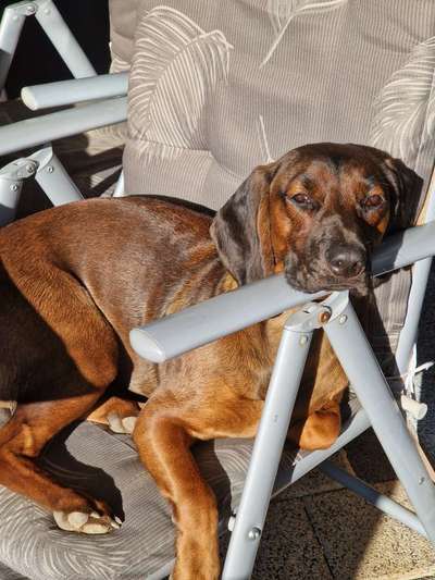 Bayerischer Gebirgsschweißhund-Beitrag-Bild