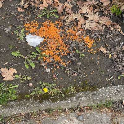 Giftköder-Rattengift-Bild