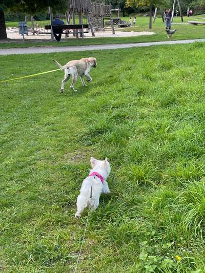 Bester Freund, Hundekumpel - zeigt her!-Beitrag-Bild