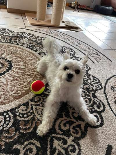 Bester Freund, Hundekumpel - zeigt her!-Beitrag-Bild