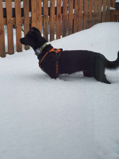 Dogorama Photo Challenge - Es wird nochmal kalt!-Beitrag-Bild