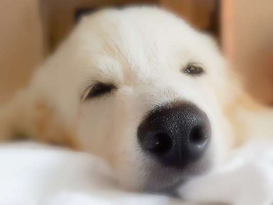 Zeigt mir die tollste Nahaufnahme von eurer Fellnase-Beitrag-Bild