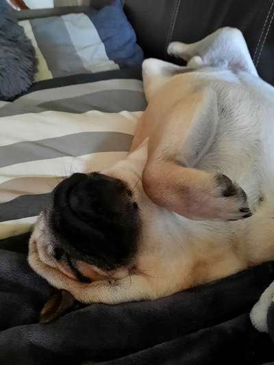 Puggle-Beitrag-Bild