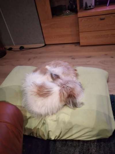 Hundebett-Beitrag-Bild