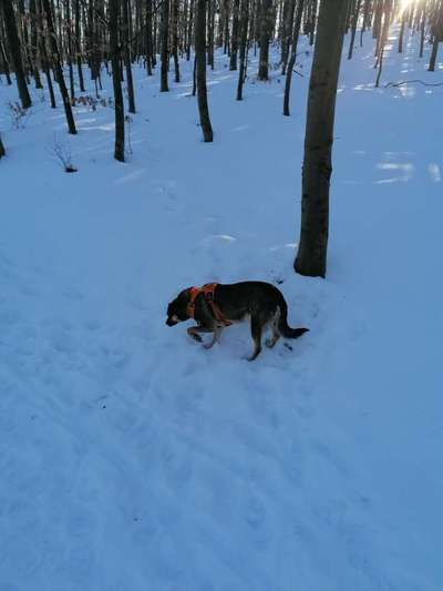 Hundetreffen-Kennenlerngassi-Bild