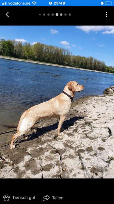 Handy Fotochallenge Nr. 52: Dein Hund mit blauem Himmel-Beitrag-Bild