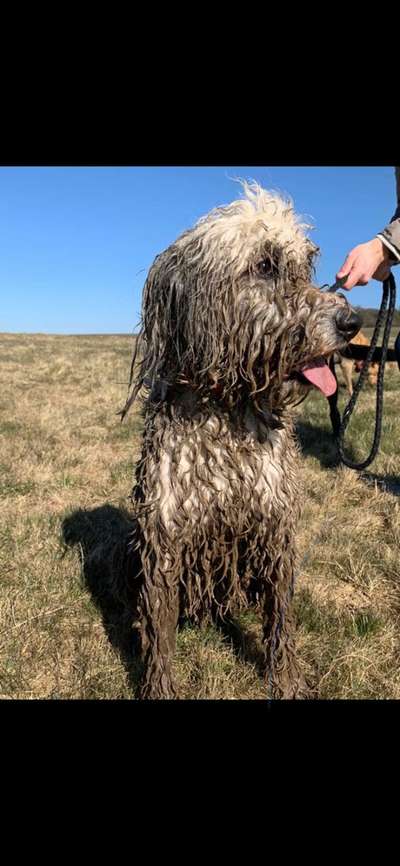 Gibts hier Mioritic Besitzer?-Beitrag-Bild