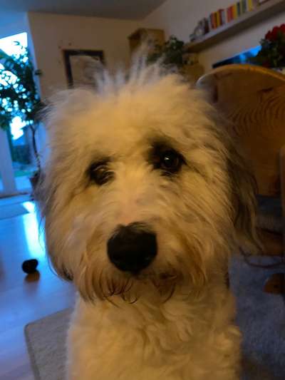 Gibts hier Mioritic Besitzer?-Beitrag-Bild