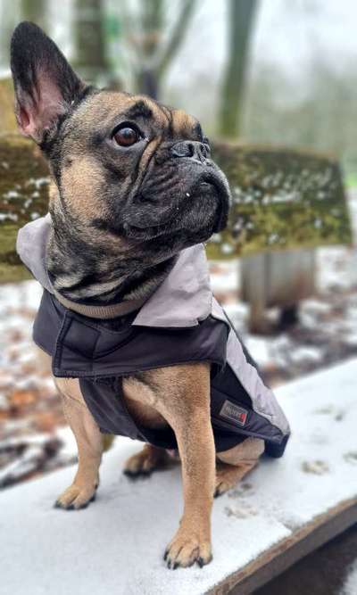 Dogorama Photo Challenge - Winterstimmung-Beitrag-Bild