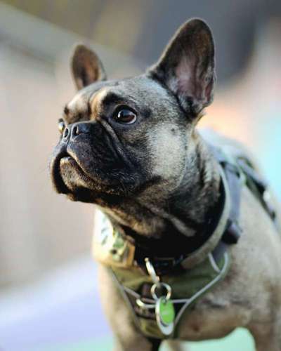 Dogorama Photo Challenge - Portrait-Beitrag-Bild