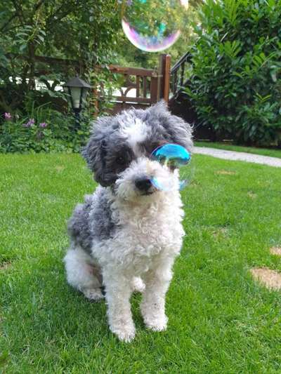 Zeigt her eure Pudel und Pudelmischlinge (:-Beitrag-Bild