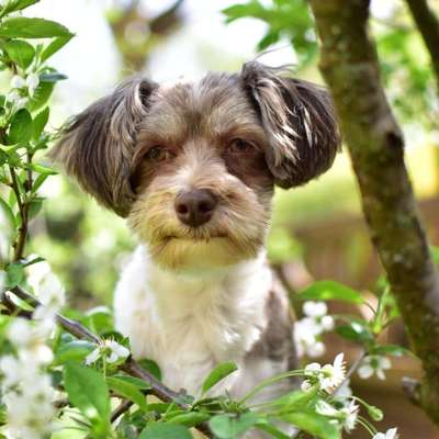 Die Dogorama Monats Challenge "Es grünt und blüht"-Beitrag-Bild