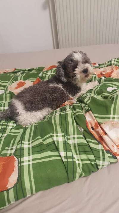 Maltipoo Freunde-Beitrag-Bild