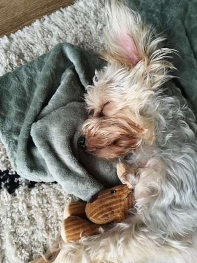 Dogorama Photo Challenge - Lieblingsspielzeug!-Beitrag-Bild