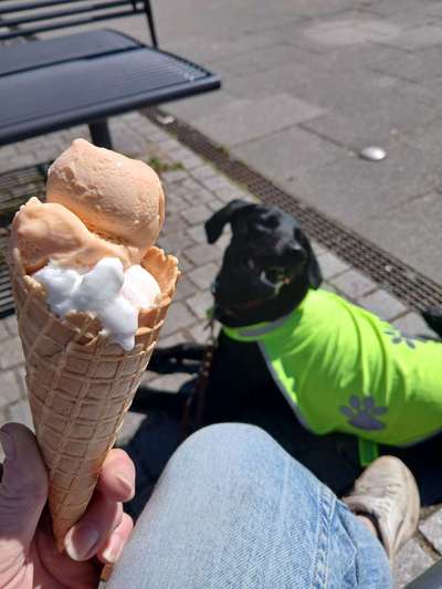 Hundetreffen-Trainingspartner - Hundebegegnung-Bild