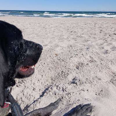 Hundeauslaufgebiet-Hundestrand Haffkrug-Bild