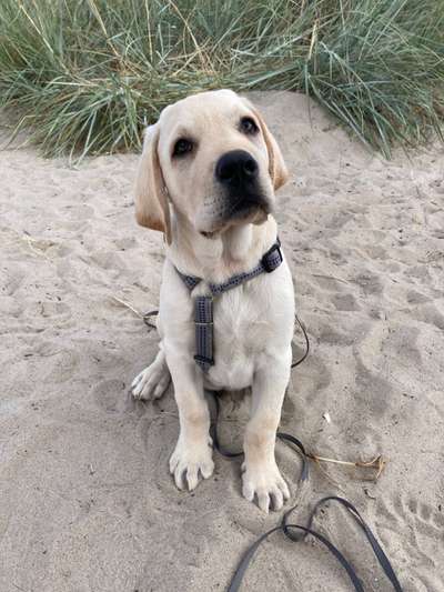 Wo sind meine Labrador Freunde-Beitrag-Bild