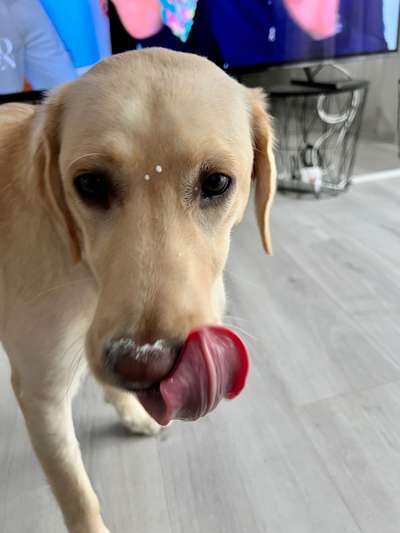 Foto-Challenge: Der unschuldige Hund:"Ich war's nicht!"-Beitrag-Bild