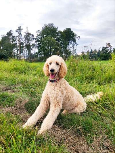 Alles rund um den Pudel-Beitrag-Bild