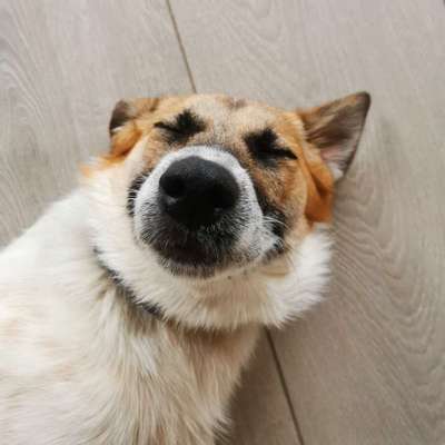 Hundetreffen-Spieletreff und Gassirunde🐾