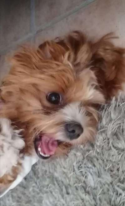 Dogorama Photo Challenge - Hundeblick zum hinschmelzen-Beitrag-Bild