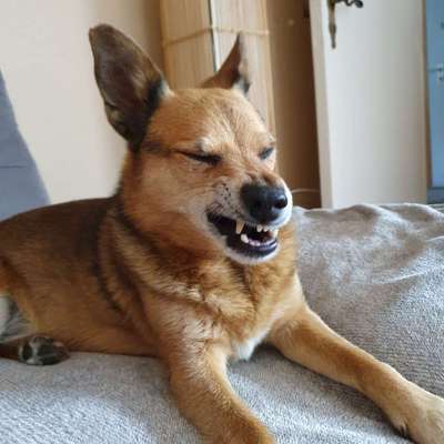 Zeigt eure verrücktesten Hundebilder-Beitrag-Bild