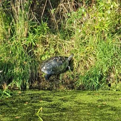 Die wunderschöne Welt mit Hund.-Beitrag-Bild