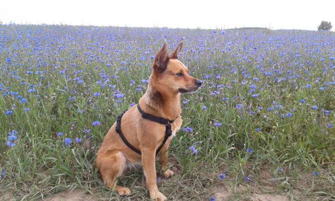 Die Dogorama Kalender Challenge 4/4-Beitrag-Bild