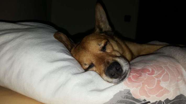 Gemeinsames Kuscheln im Bett!-Beitrag-Bild