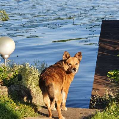 Hund aus dem Spanischen Tierschutz-Beitrag-Bild
