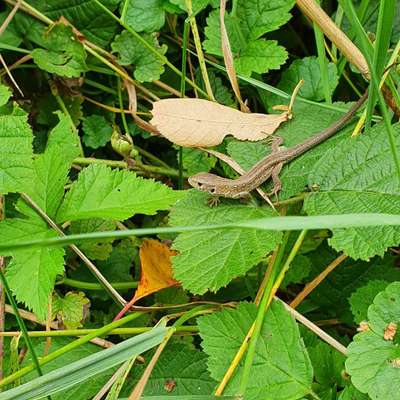 Die wunderschöne Welt mit Hund.-Beitrag-Bild
