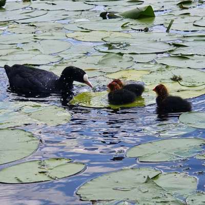 Die wunderschöne Welt mit Hund.-Beitrag-Bild