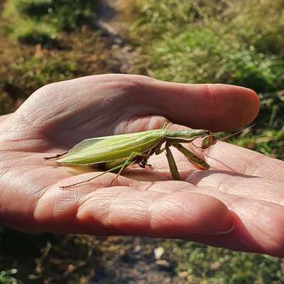 Die wunderschöne Welt mit Hund.-Beitrag-Bild