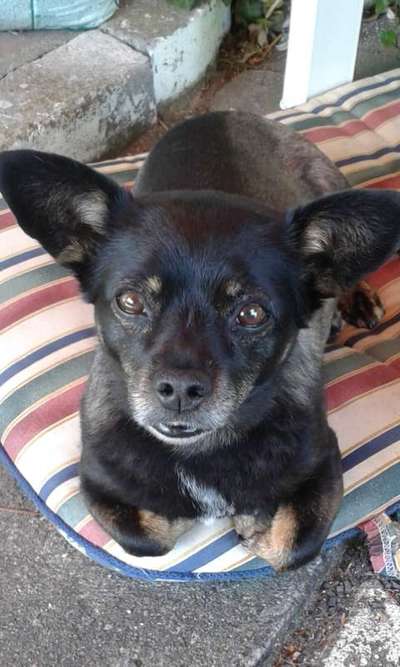 Lieblingsbild von euren Hunden?-Beitrag-Bild