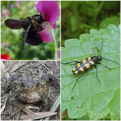 Die wunderschöne Welt mit Hund.-Beitrag-Bild