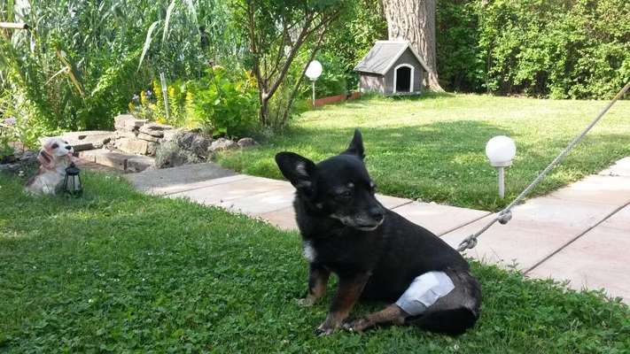 Kreuzbandriss kleiner Hund-Beitrag-Bild