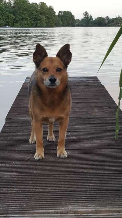 Lieblingsbild von euren Hunden?-Beitrag-Bild