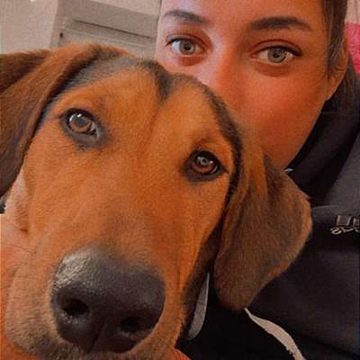 Hundetreffen-Hunde treffen-Bild
