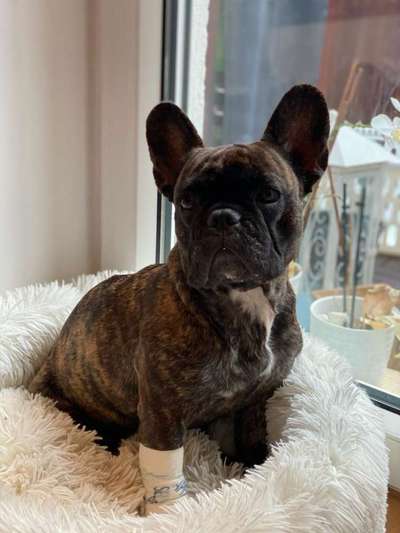 Zeigt her eure Frenchi-Beitrag-Bild