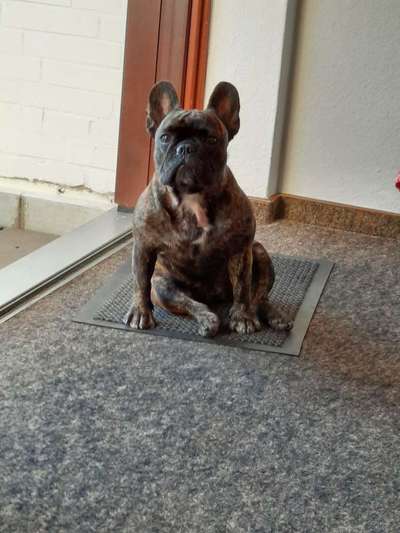 Zeigt her eure Frenchi-Beitrag-Bild